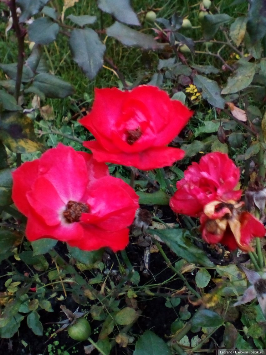 Петербург. Гюльфем и Мармарис в Оранжерее Таврического сада (фото 3)