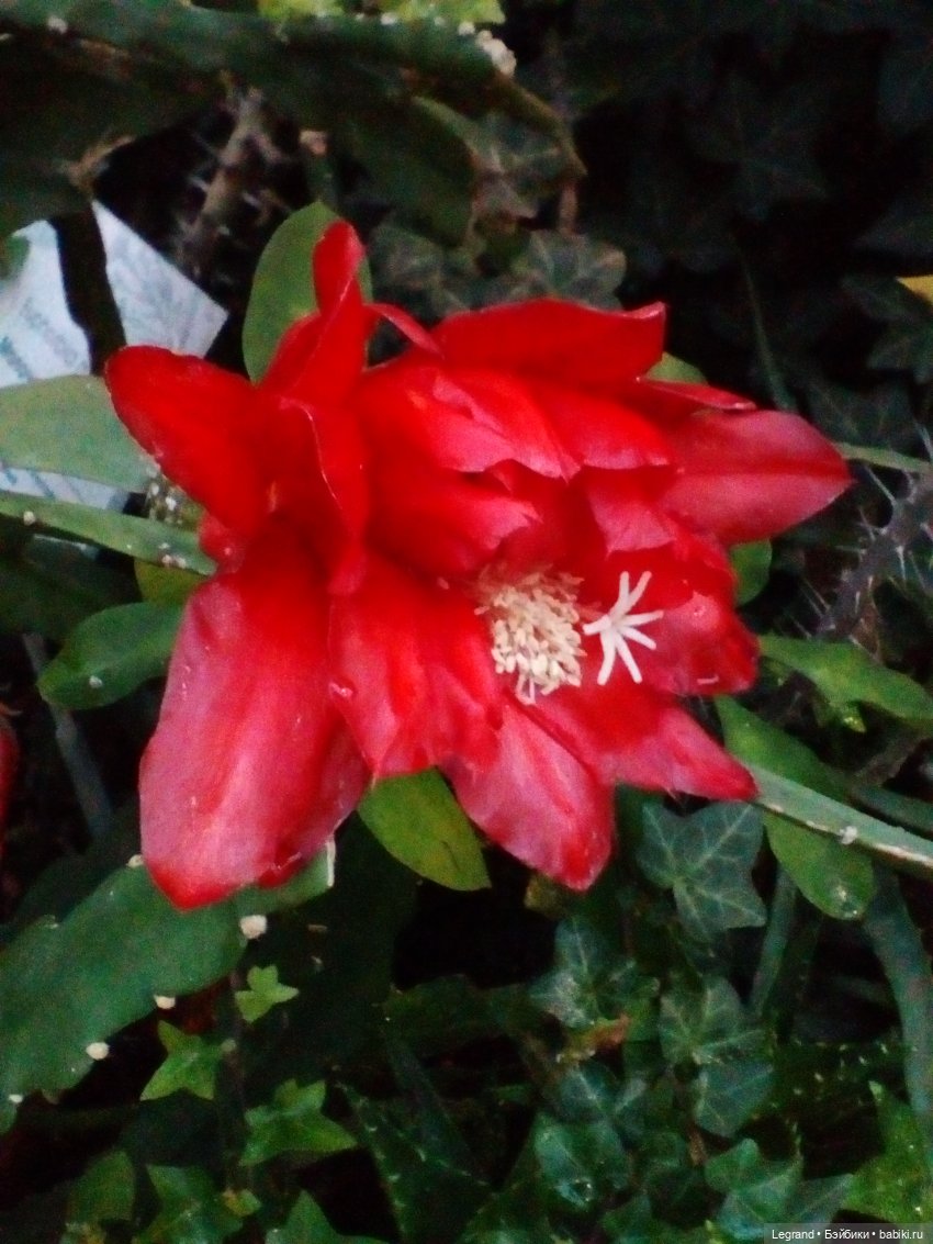 Петербург. Гюльфем и Мармарис в Оранжерее Таврического сада (фото 10)