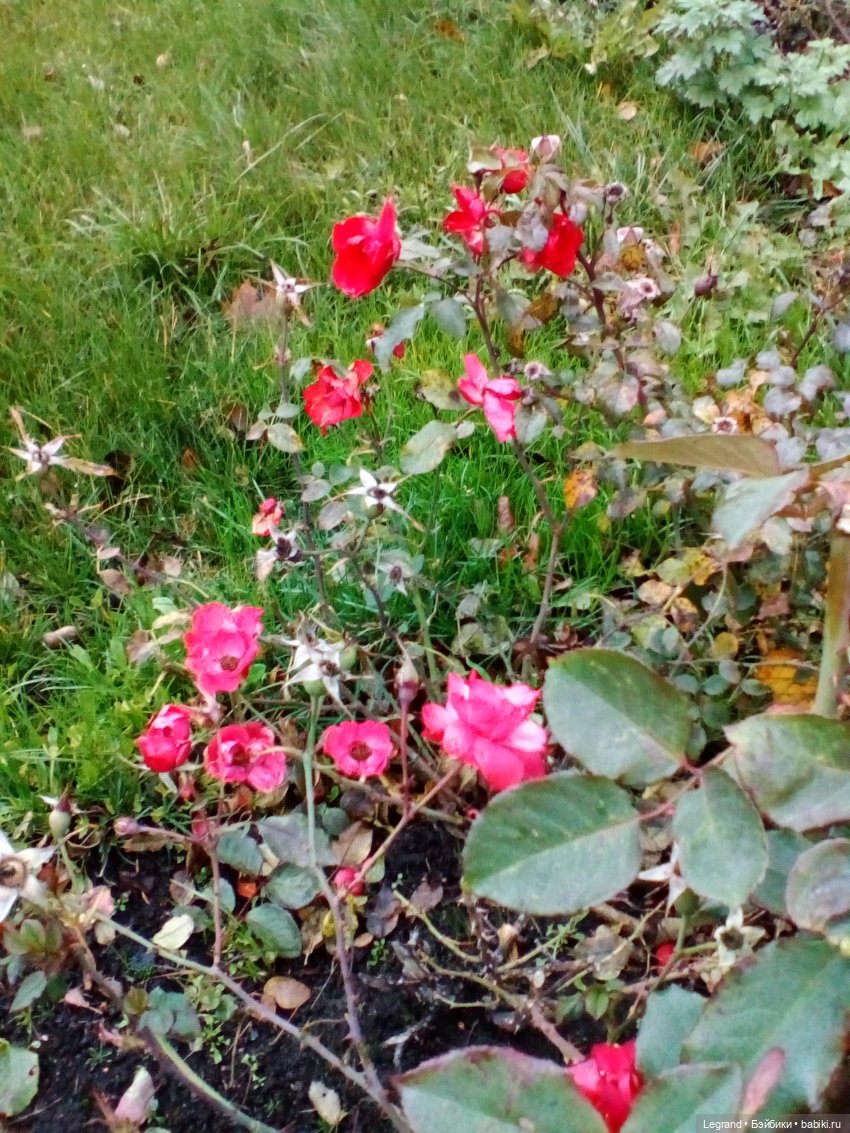 Петербург. Гюльфем и Мармарис в Оранжерее Таврического сада (фото 2)