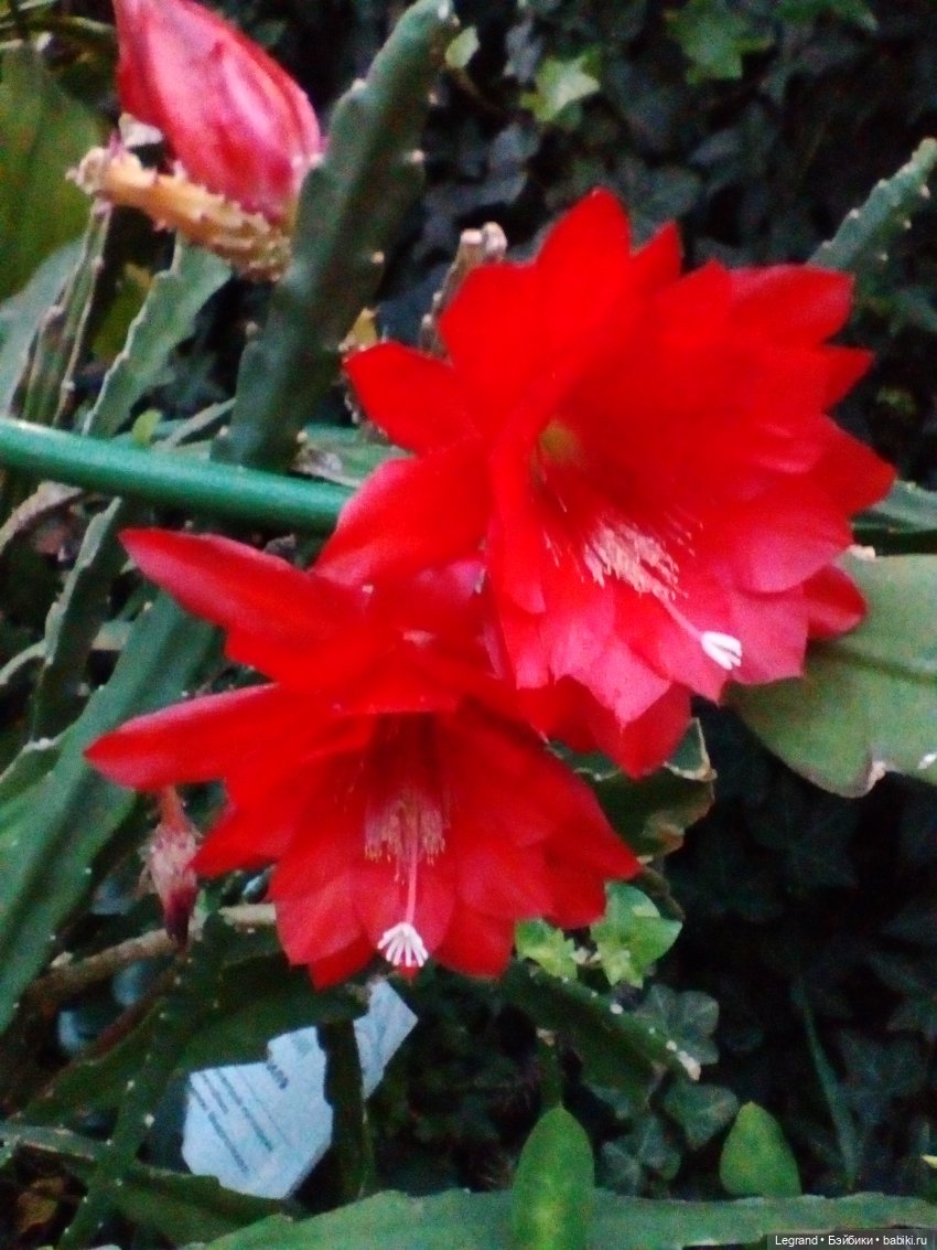 Петербург. Гюльфем и Мармарис в Оранжерее Таврического сада (фото 9)