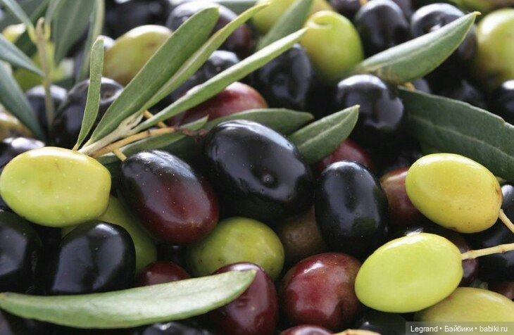 Фестиваль оливок - 9 ноября (фото 3)