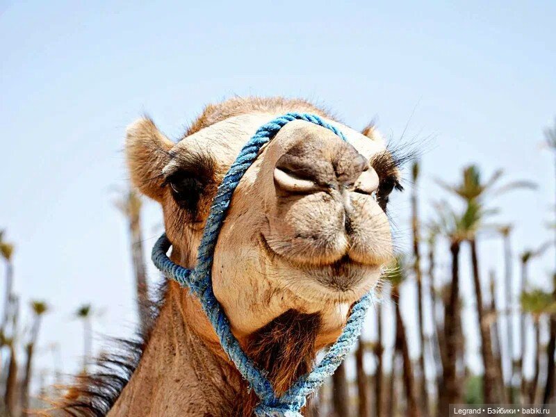 Гюльфем и воспитание детей в Лурении