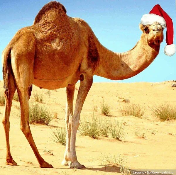 Гюльфем и воспитание детей в Лурении