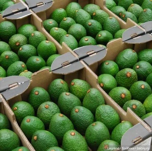 Сказки Соланж. Авокадик и чемпионат мира по футболу в Катаре (фото 3)