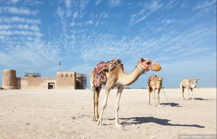 Сказки Соланж. Авокадик и чемпионат мира по футболу в Катаре