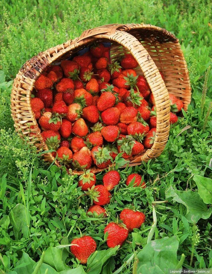 И лето настанет... Стихи Лестата