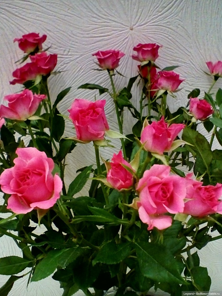 Розы и Лиу — Куклы Paola Reina (Паола Рейна): новинки (фото 2)