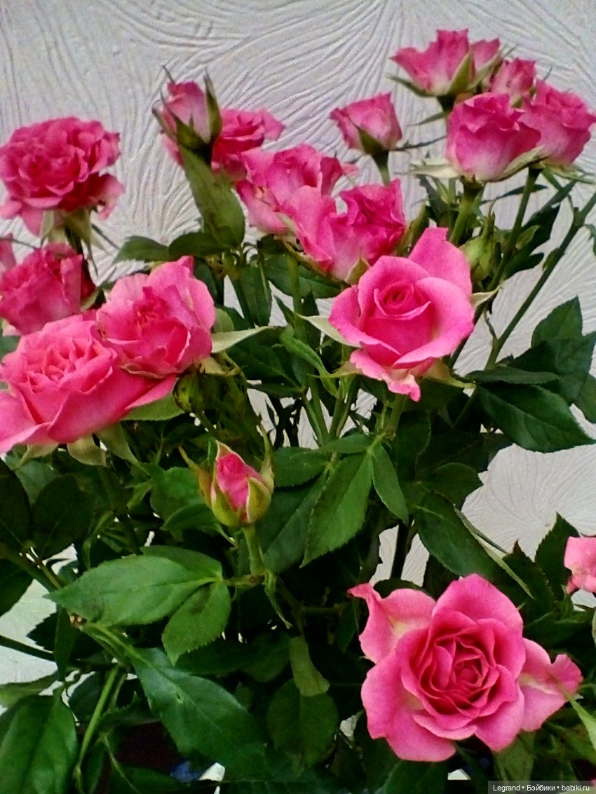 Розы и Лиу — Куклы Paola Reina (Паола Рейна): новинки (фото 6)