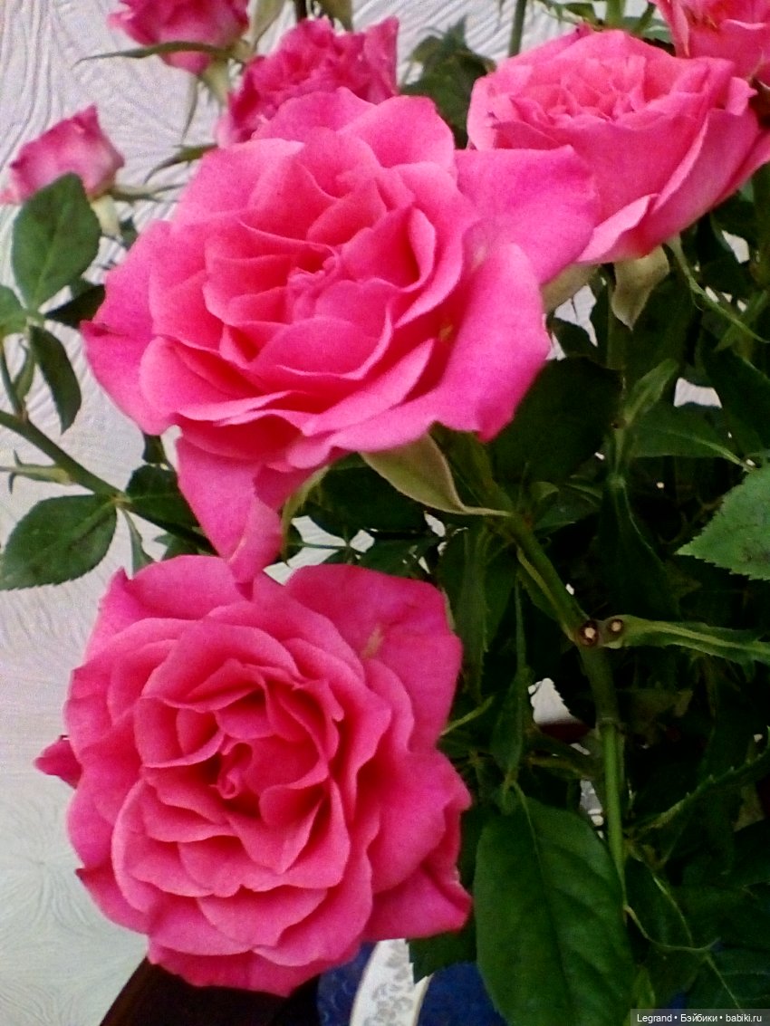 Розы и Лиу — Куклы Paola Reina (Паола Рейна): новинки (фото 7)