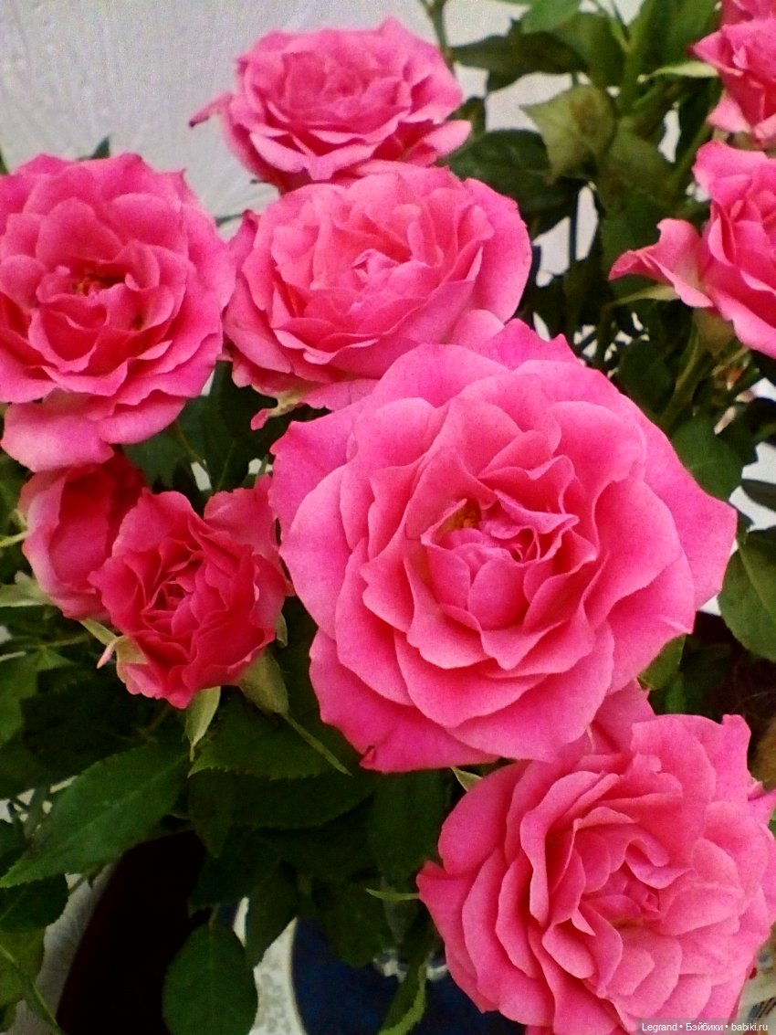 Фредерика и розы — Куклы Paola Reina (Паола Рейна): новинки (фото 5)