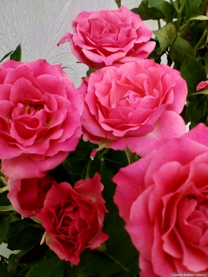 Фредерика и розы — Куклы Paola Reina (Паола Рейна): новинки (фото 6)