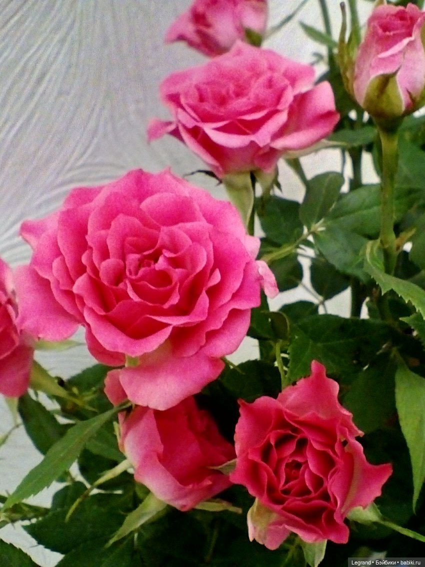 Розы и Лиу — Куклы Paola Reina (Паола Рейна): новинки (фото 8)