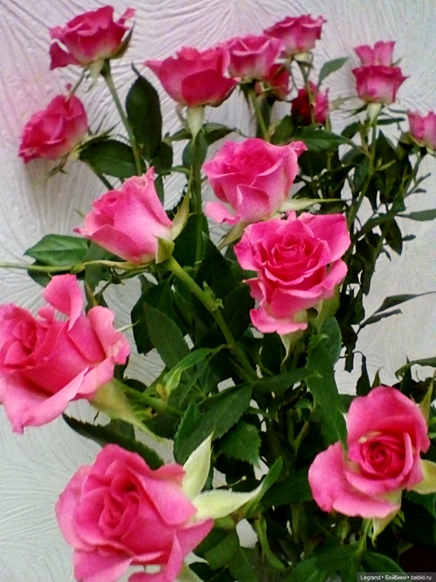 Розы и Лиу — Куклы Paola Reina (Паола Рейна): новинки (фото 3)