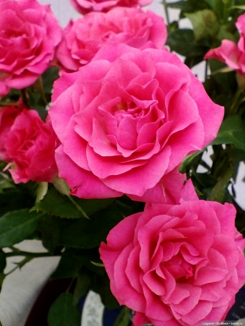 Фредерика и розы — Куклы Paola Reina (Паола Рейна): новинки (фото 4)