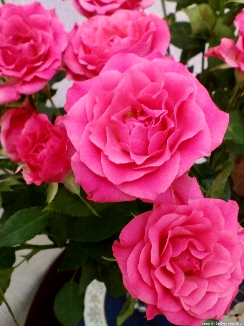 Фредерика и розы — Куклы Paola Reina (Паола Рейна): новинки