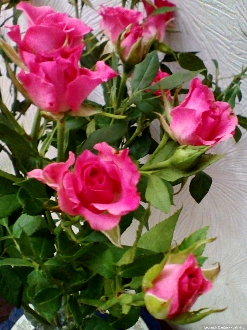 Розы и Лиу — Куклы Paola Reina (Паола Рейна): новинки (фото 4)