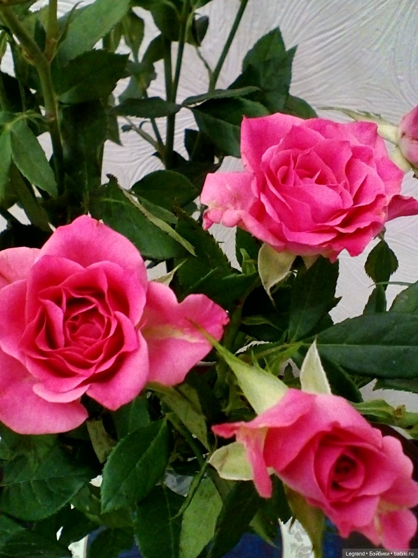 Розы и Лиу — Куклы Paola Reina (Паола Рейна): новинки (фото 9)