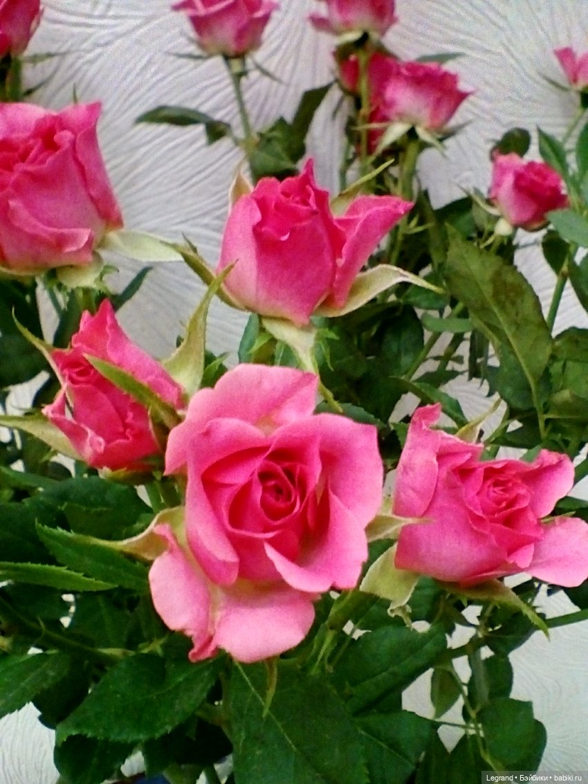 Розы и Лиу — Куклы Paola Reina (Паола Рейна): новинки (фото 5)