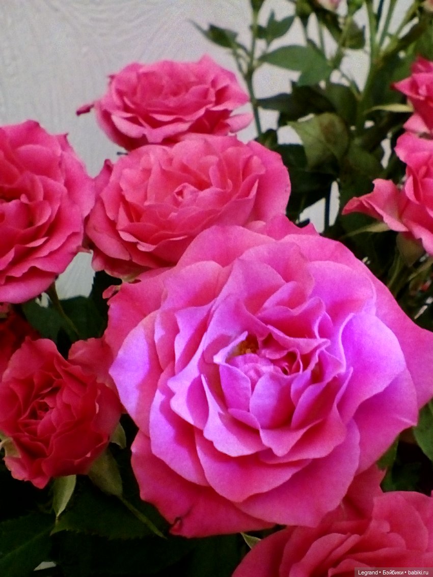 Фредерика и розы — Куклы Paola Reina (Паола Рейна): новинки