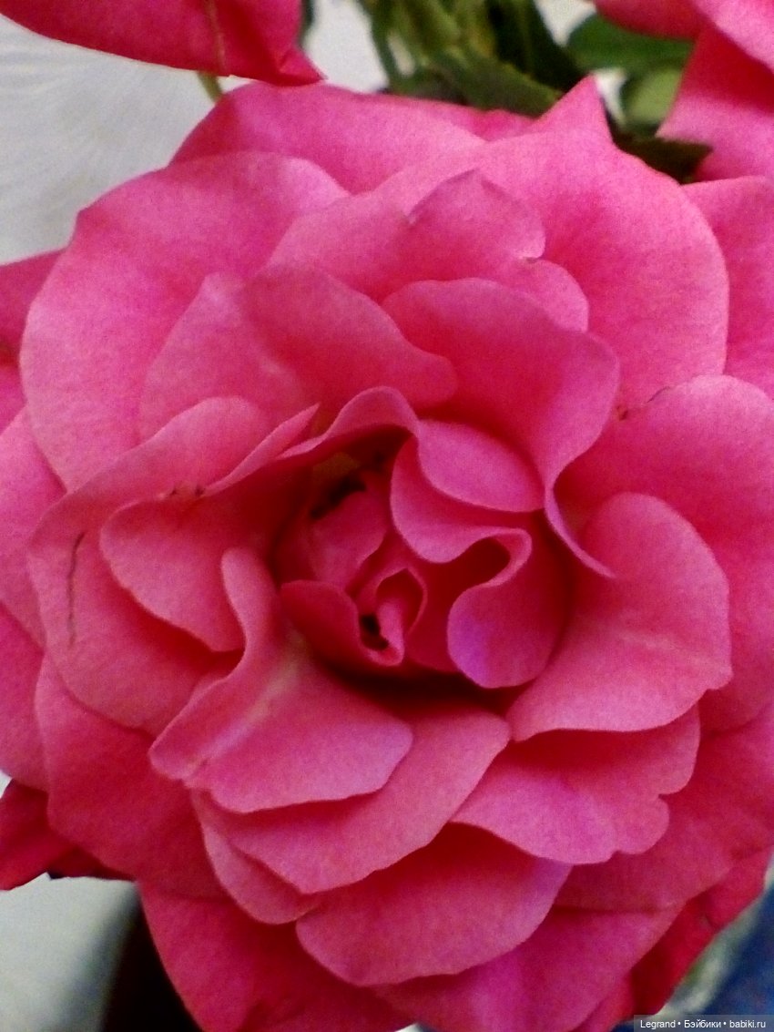 Пембе, розы и мороженое — Плюшевые мишки и игрушки (Teddy Bear): винтаж