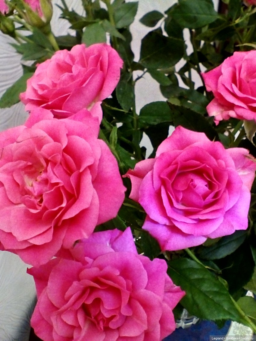 Пембе, розы и мороженое — Плюшевые мишки и игрушки (Teddy Bear): винтаж