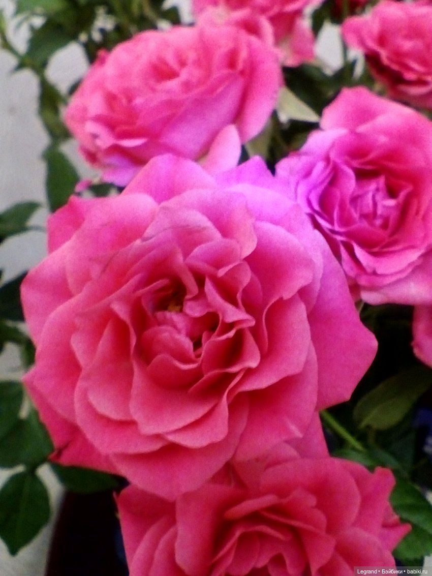 Летисия и розы — Куклы Paola Reina (Паола Рейна): новинки (фото 9)