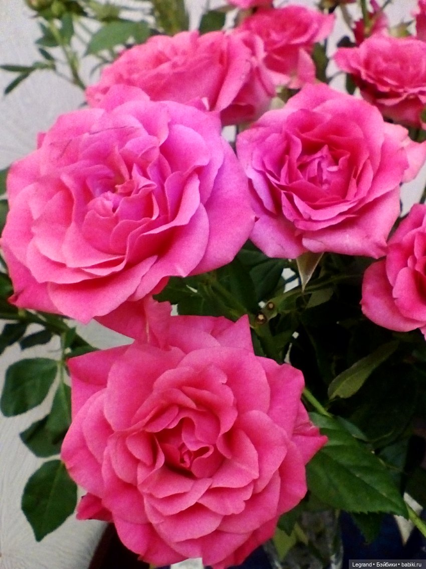 Летисия и розы — Куклы Paola Reina (Паола Рейна): новинки (фото 3)