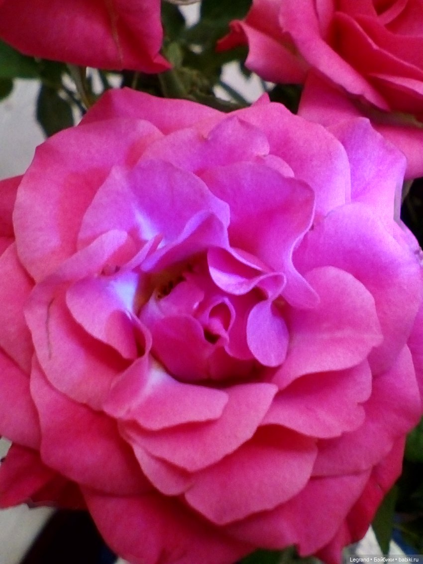 Пембе, розы и мороженое — Плюшевые мишки и игрушки (Teddy Bear): винтаж