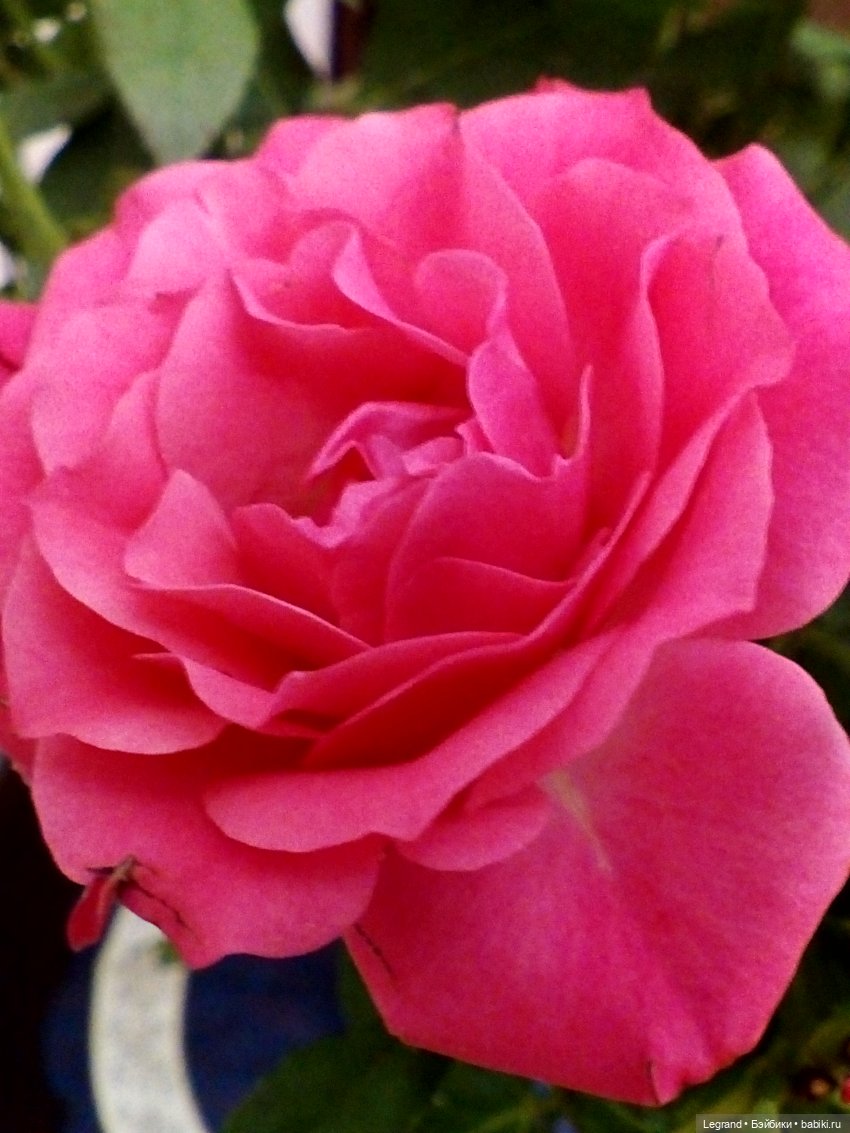 Пембе, розы и мороженое — Плюшевые мишки и игрушки (Teddy Bear): винтаж