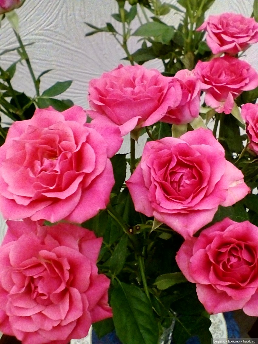 Летисия и розы — Куклы Paola Reina (Паола Рейна): новинки