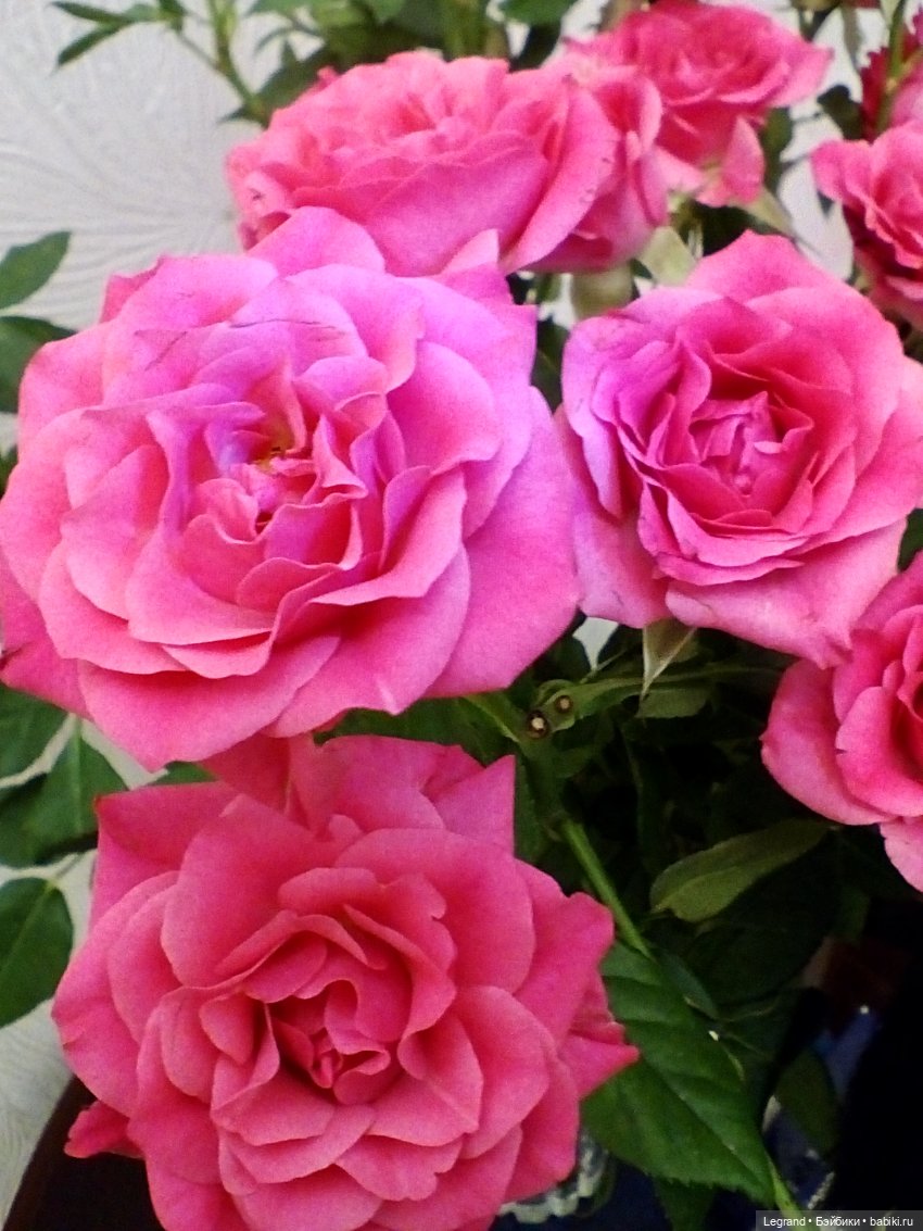 Летисия и розы — Куклы Paola Reina (Паола Рейна): новинки (фото 6)