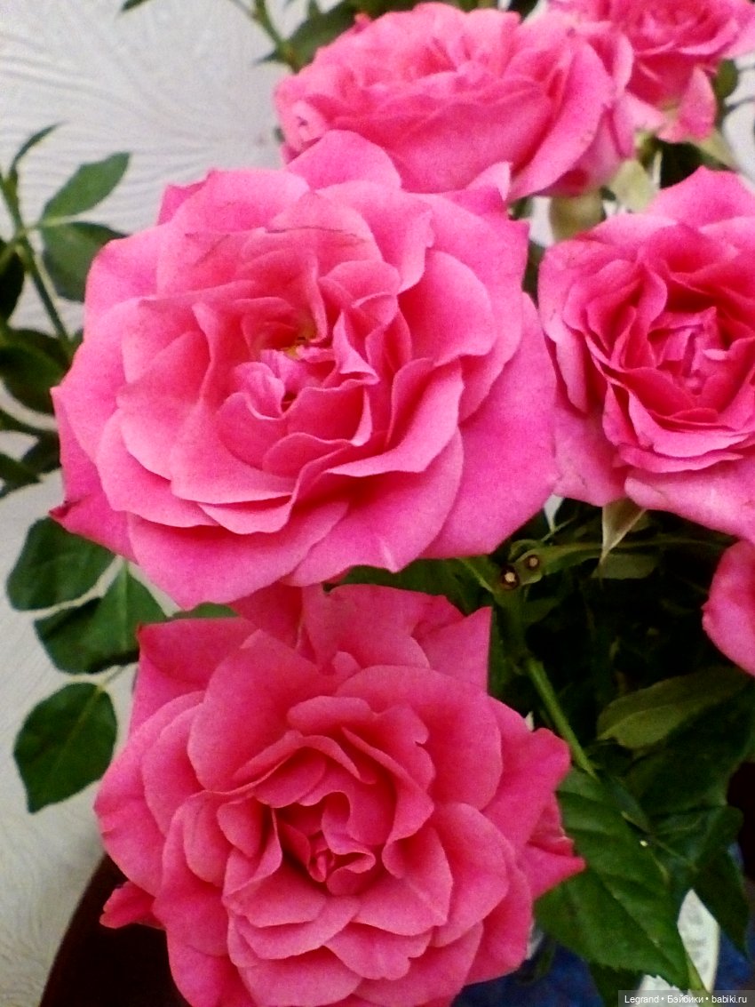 Летисия и розы — Куклы Paola Reina (Паола Рейна): новинки