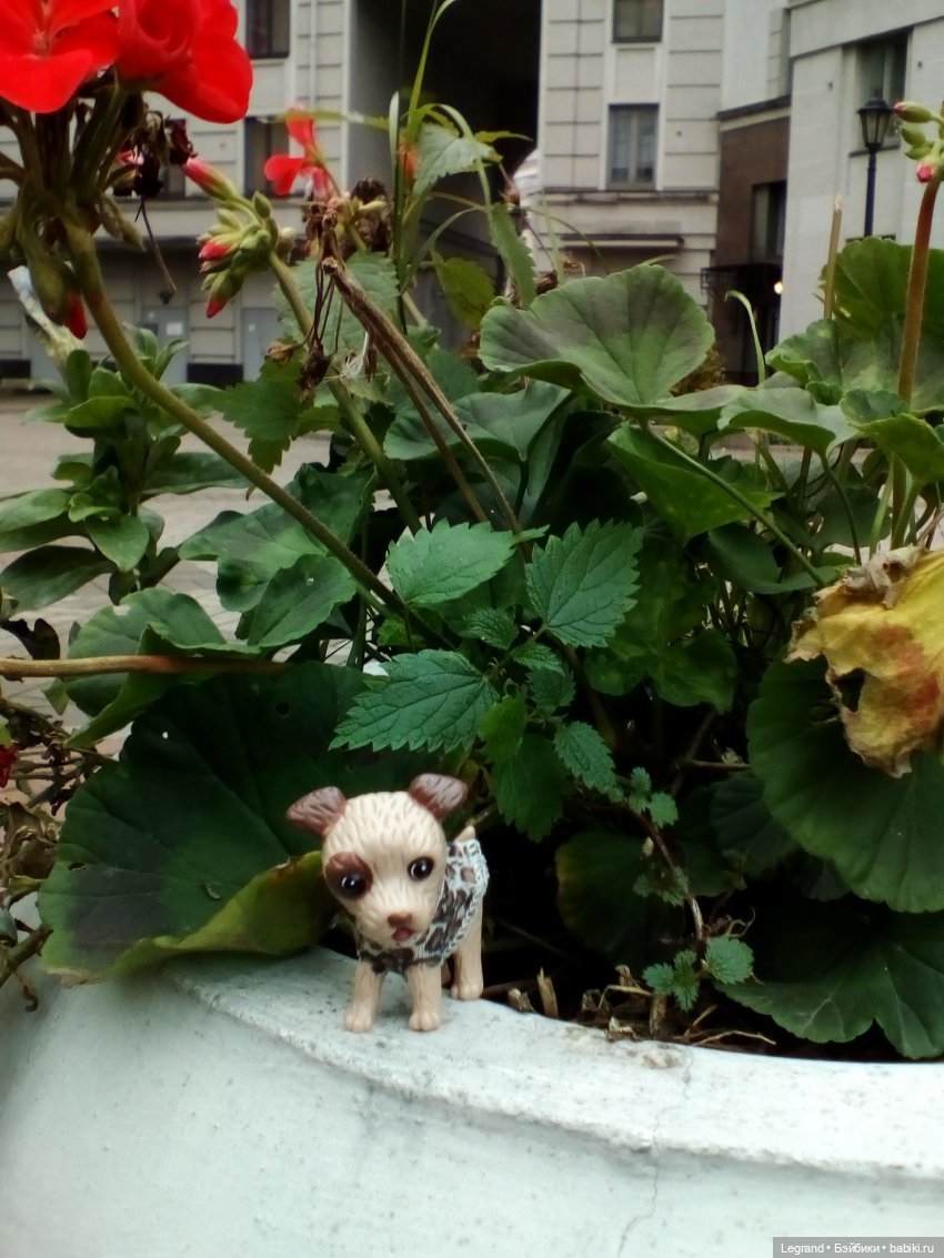 27 апреля - День маленькой избалованной собачки: Лукум