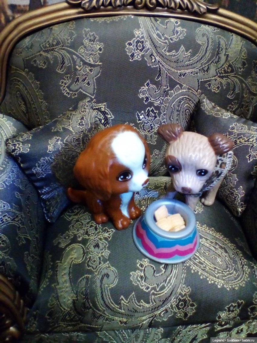 27 апреля - День маленькой избалованной собачки: Лукум