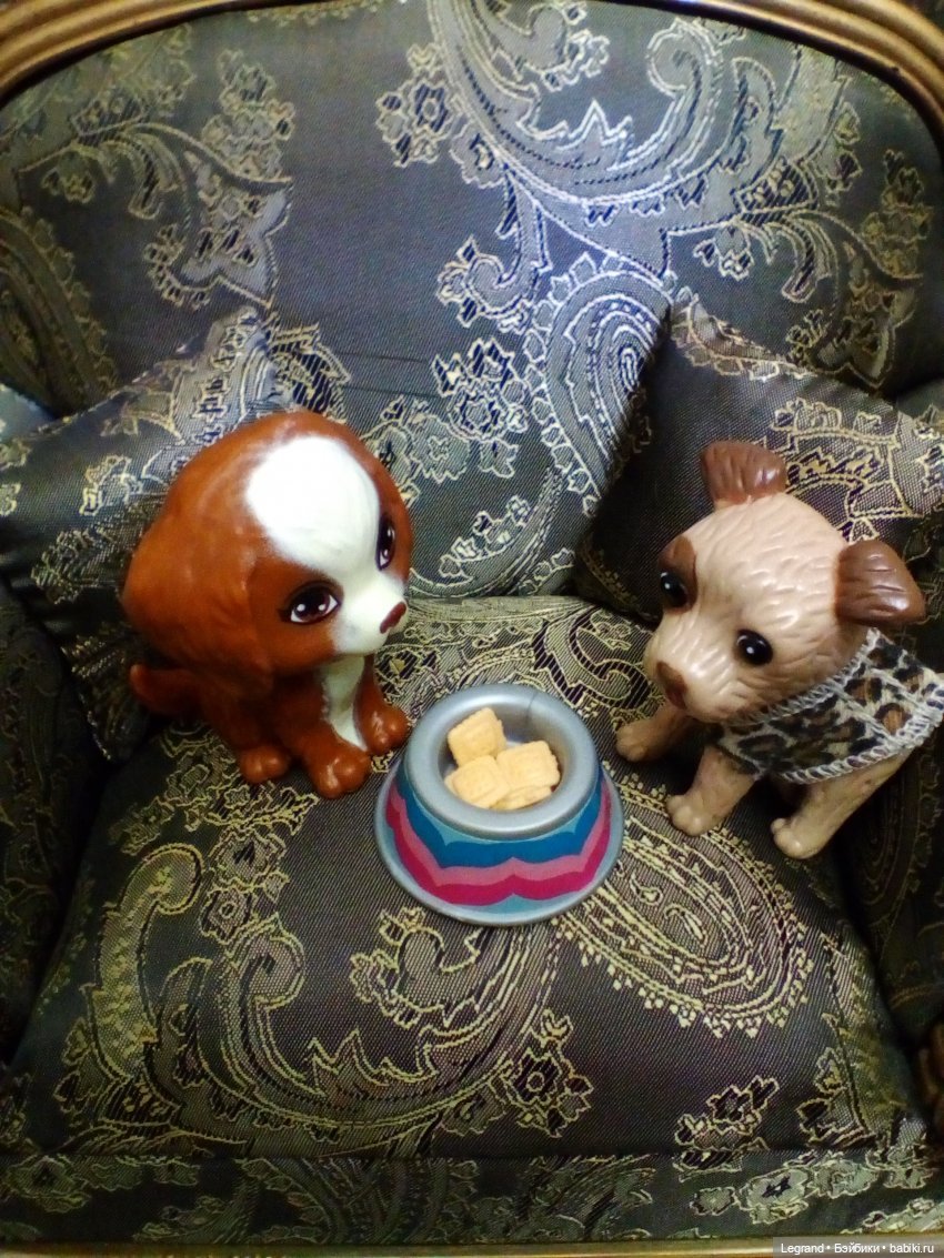 27 апреля - День маленькой избалованной собачки: Лукум