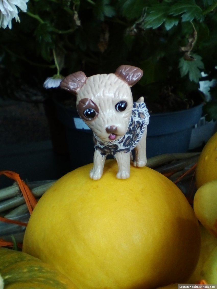 27 апреля - День маленькой избалованной собачки: Лукум