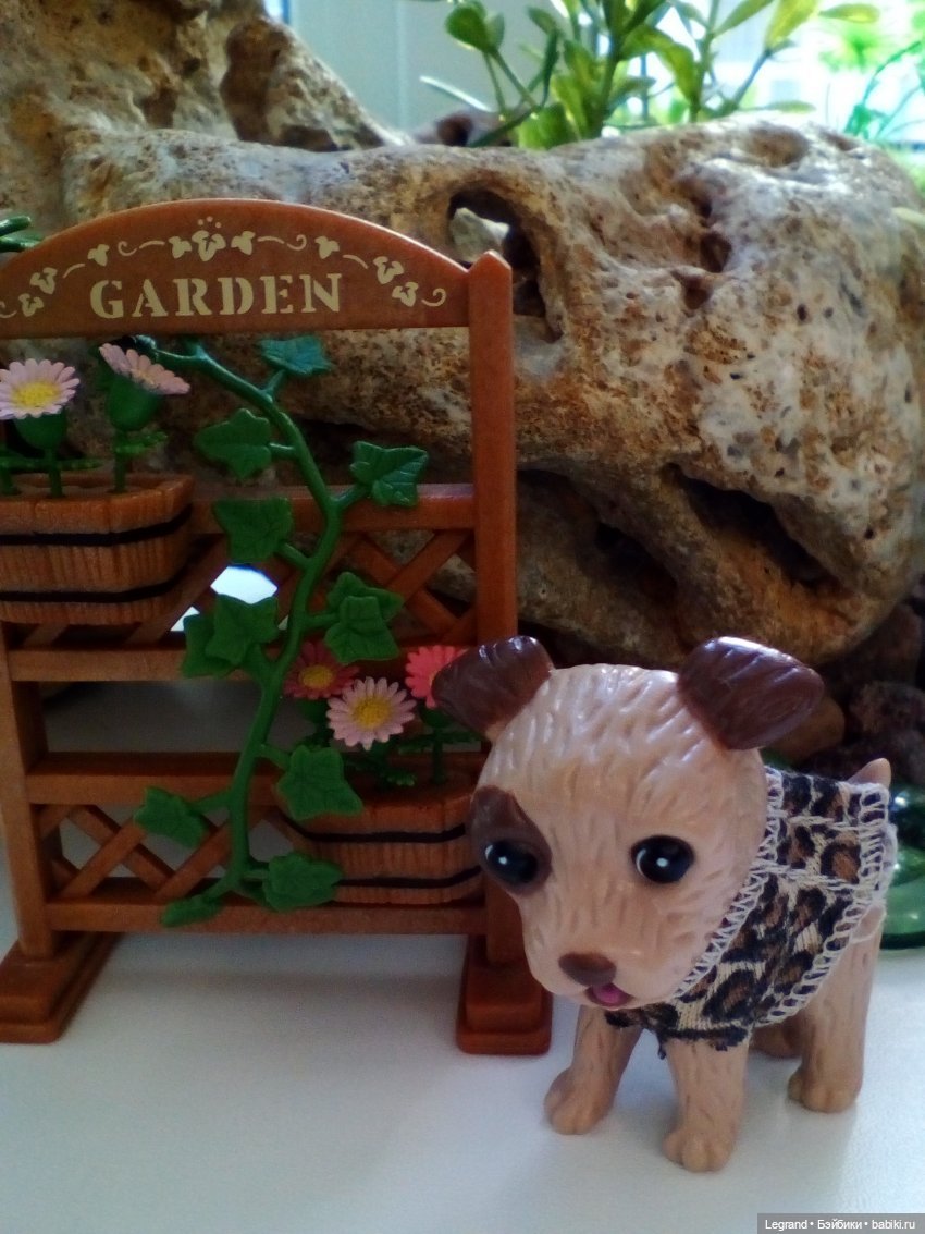 27 апреля - День маленькой избалованной собачки: Лукум (фото 5)