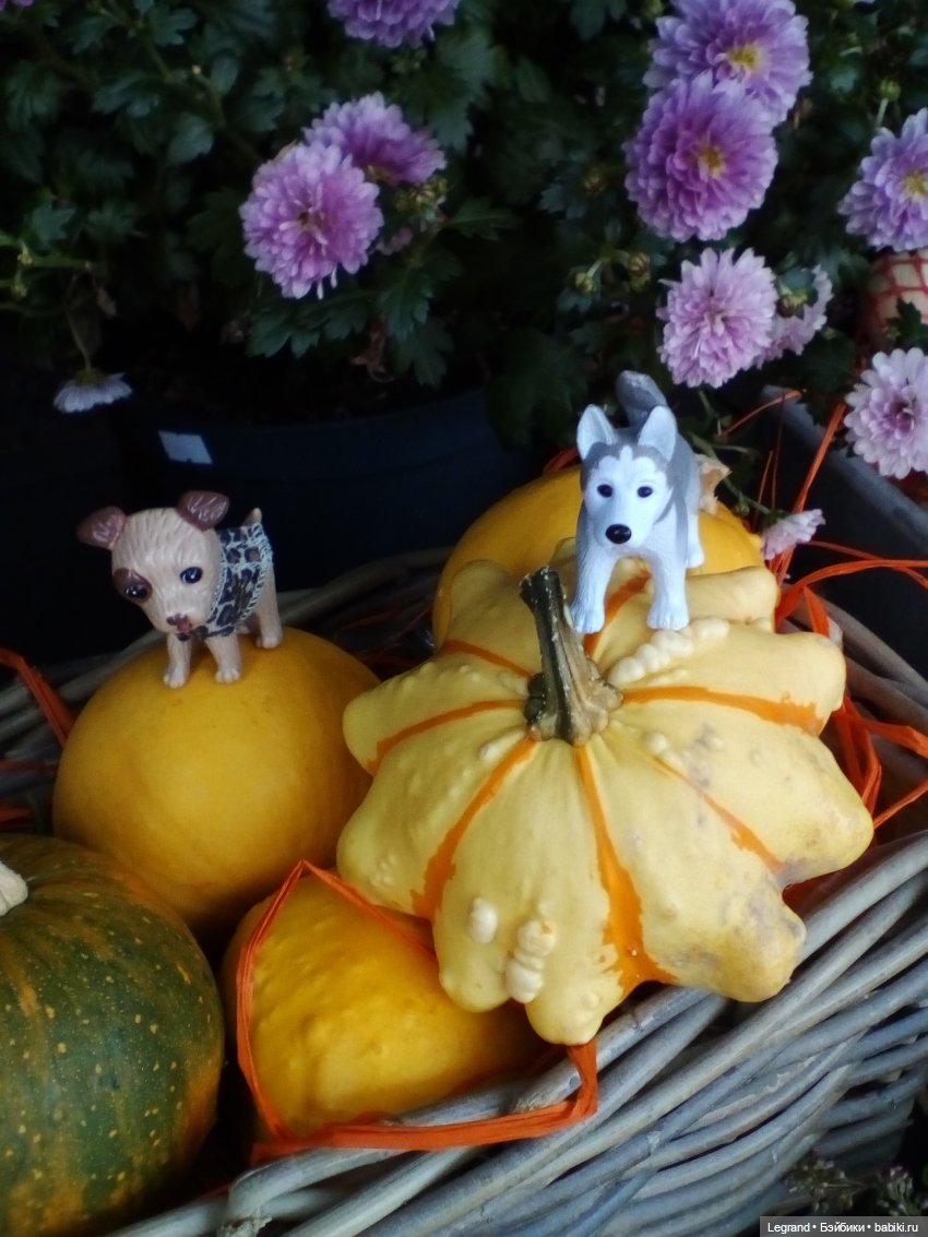 27 апреля - День маленькой избалованной собачки: Лукум