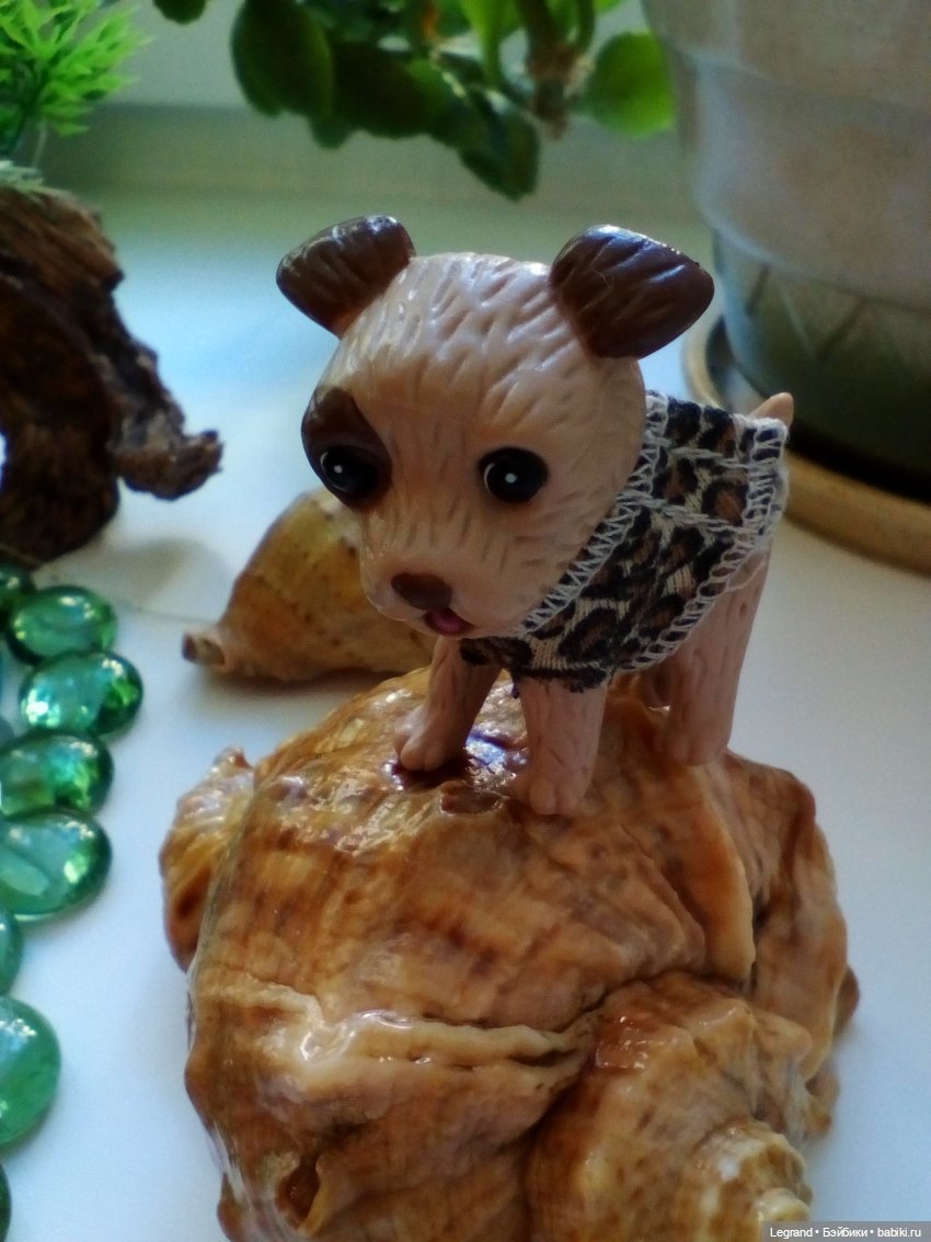 27 апреля - День маленькой избалованной собачки: Лукум (фото 3)