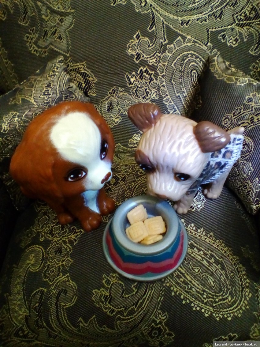 27 апреля - День маленькой избалованной собачки: Лукум