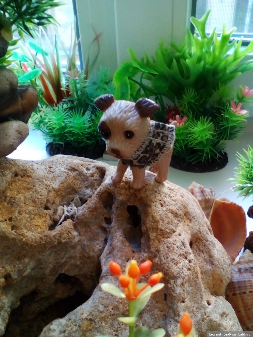 27 апреля - День маленькой избалованной собачки: Лукум (фото 4)