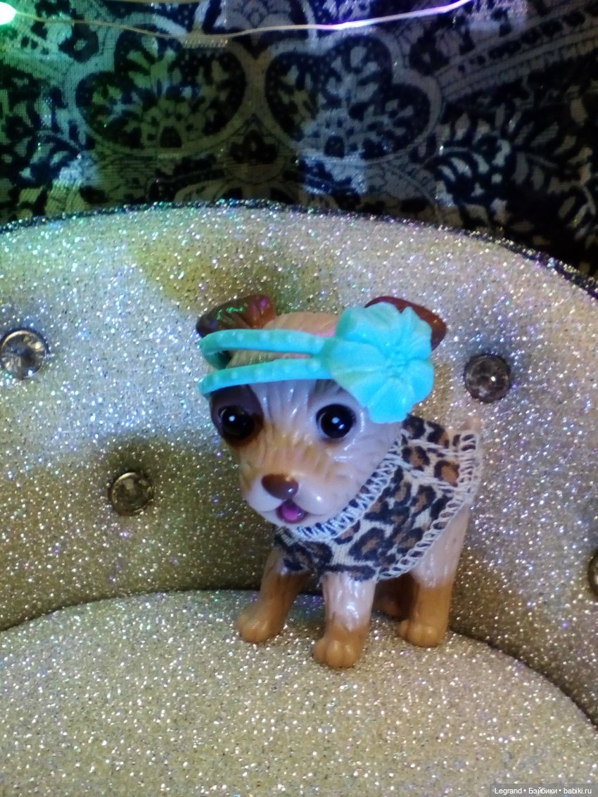 27 апреля - День маленькой избалованной собачки: Лукум