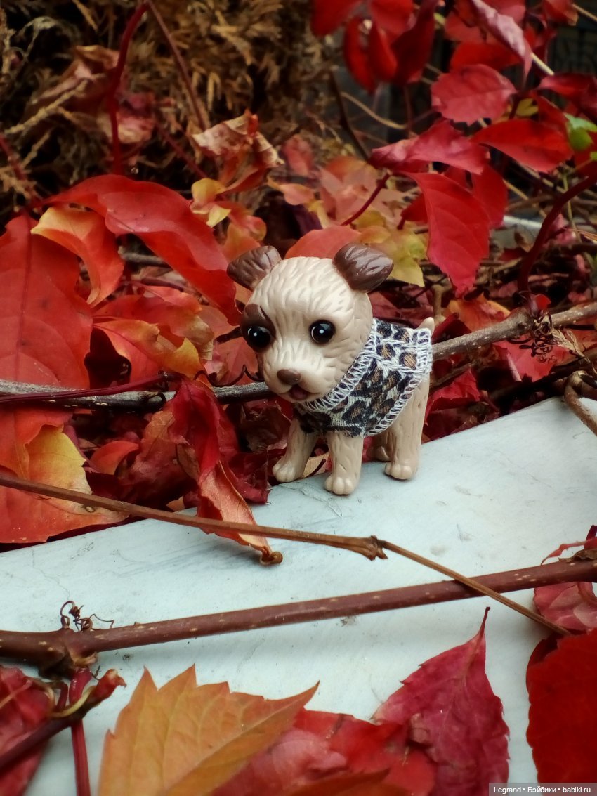 27 апреля - День маленькой избалованной собачки: Лукум