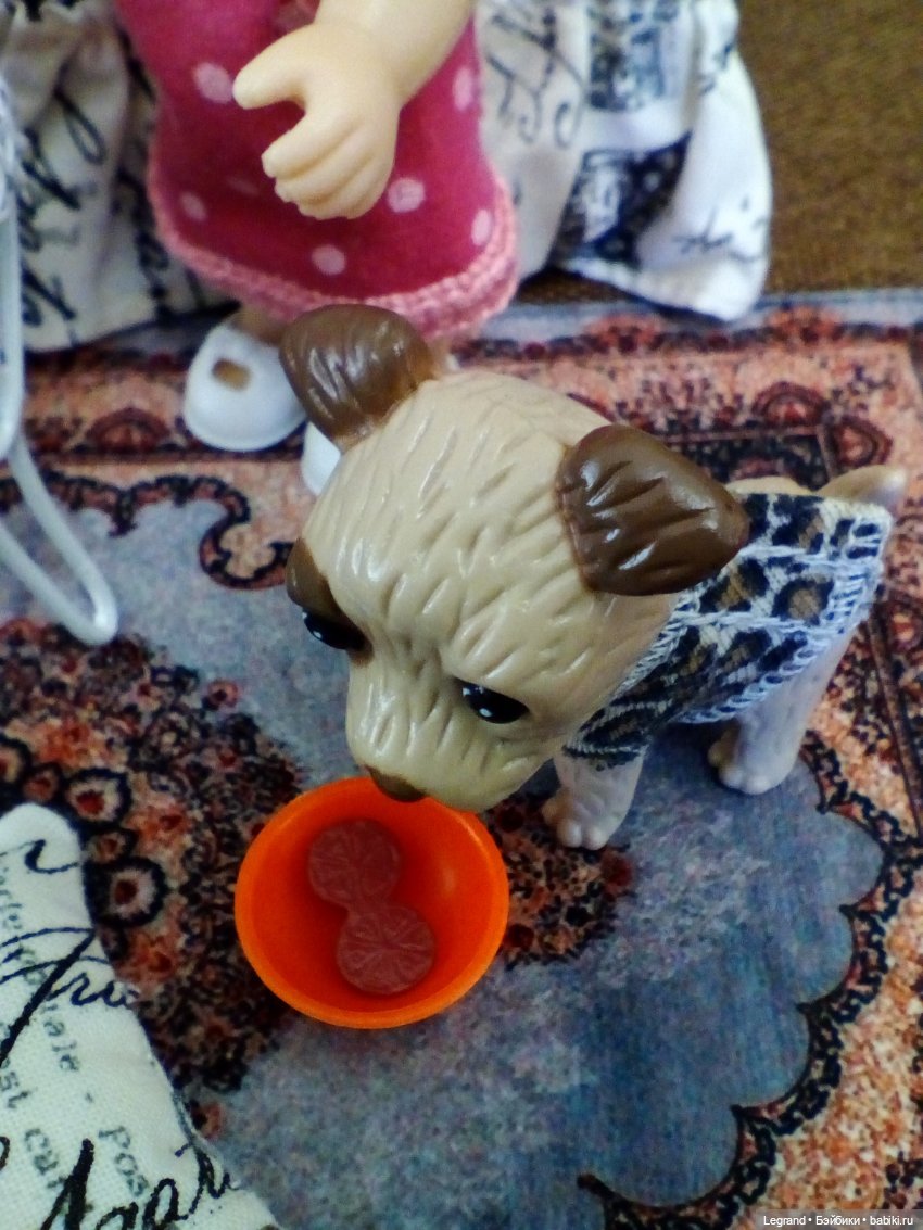 27 апреля - День маленькой избалованной собачки: Лукум