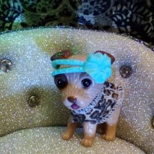 27 апреля - День маленькой избалованной собачки: Лукум