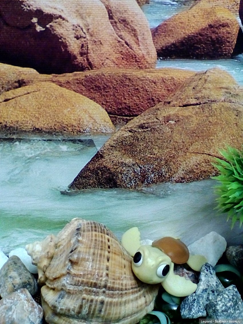 Лурения. Всемирный день черепахи и Джемма (фото 2)