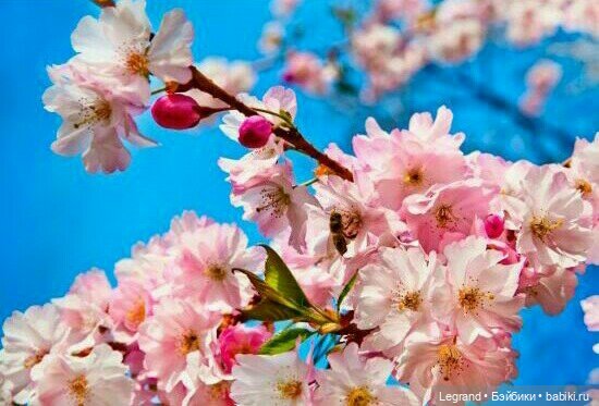 Они сами пишут свои истории: Блонди, Аполлинер, Лестат