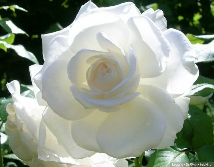 Блуждаю по своим воспоминаньям... Стихи Блонди (фото 10)