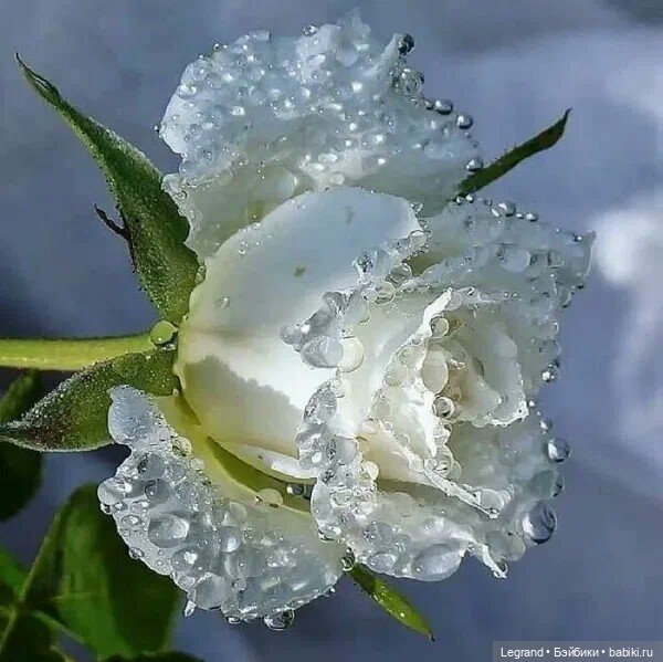 Блуждаю по своим воспоминаньям... Стихи Блонди (фото 2)