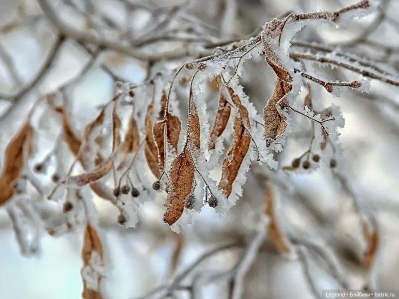 Эллис и Блонди. Стихи. Эхо друг друга (фото 2)